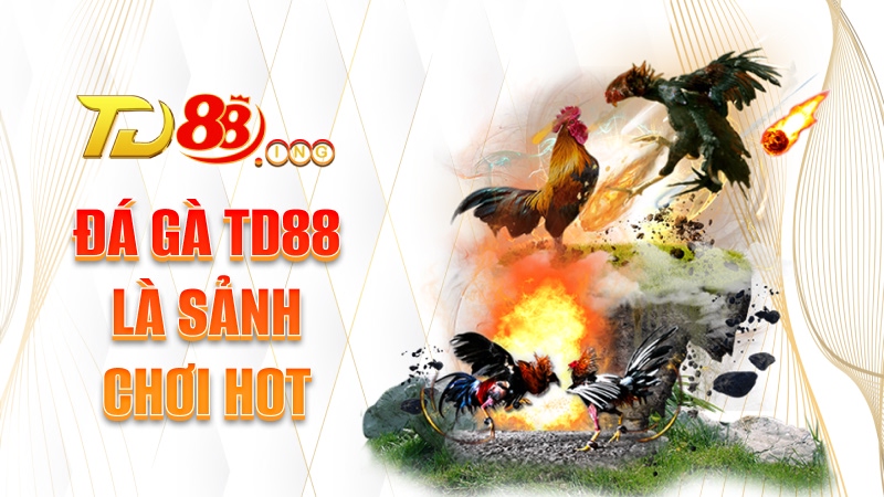 Đá gà TD88 là sảnh chơi HOT