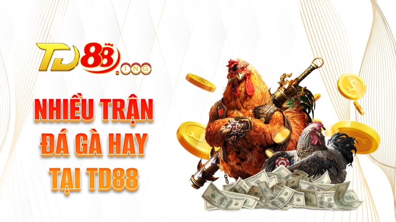 Nhiều trận đá gà hay tại TD88