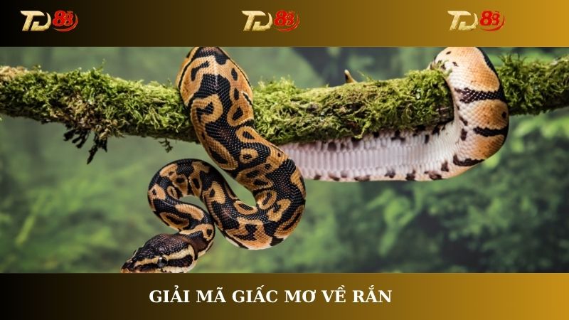 Giải mã giấc mơ về rắn