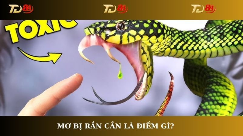Mơ bị rắn cắn là điềm gì?