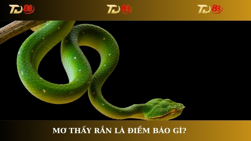 Mơ thấy rắn là điềm báo gì khiến nhiều người giật mình?