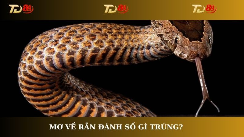 Mơ về rắn đánh số gì trúng?