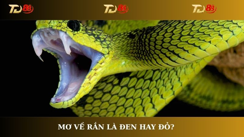 Mơ về rắn là đen hay đỏ